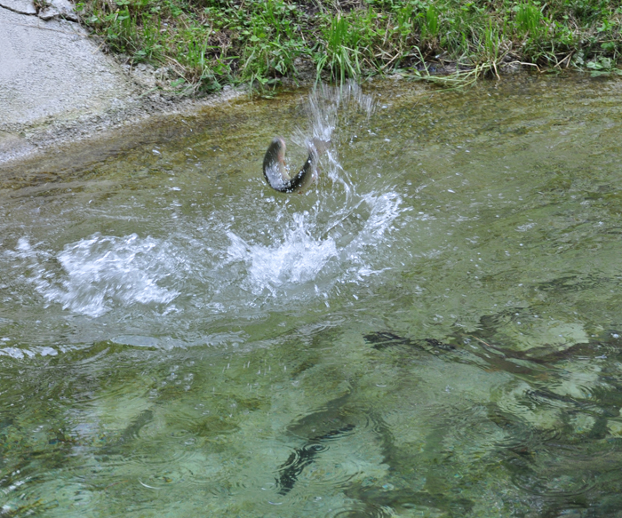 Fischzucht Zankl